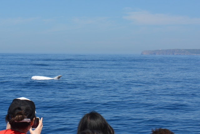 Delfines en el mar de Sesimbra