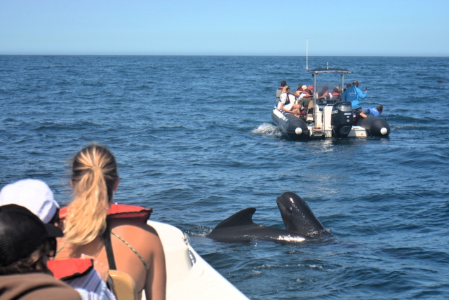 Actividad en barco de whale watching