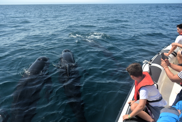 Ruta en barco para ver ballenas
