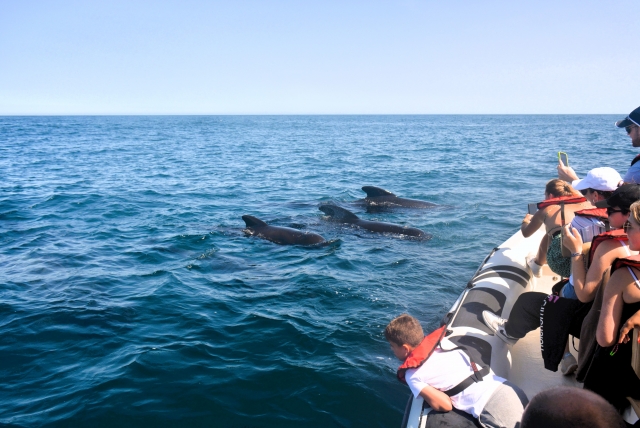Tres ballenas en el Océano Atlántico