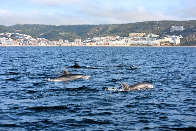 Delfines en el mar