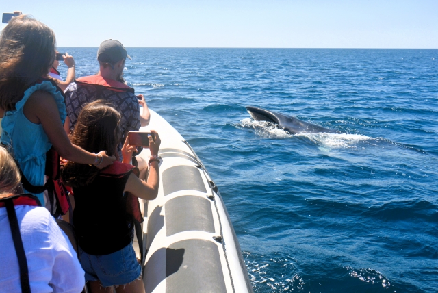 Avistamiento de ballena