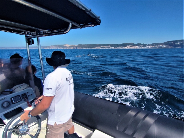 Viendo delfines desde barco