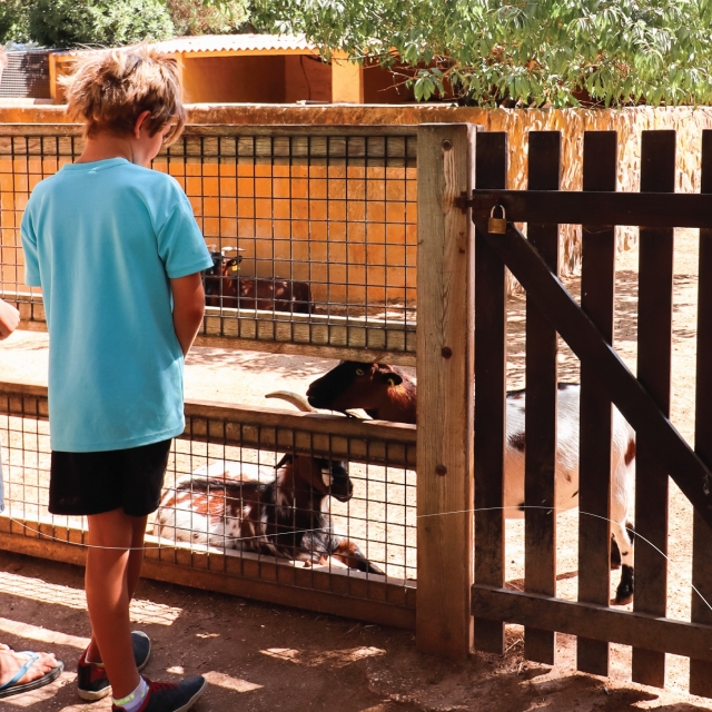 Niño con los animales
