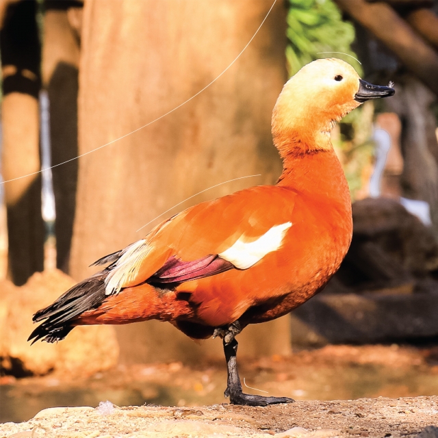 Tadorna Ferruginea  Ave