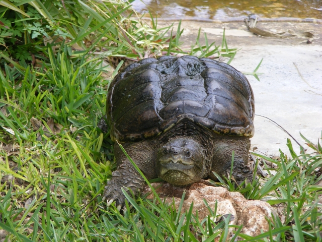 Tortuga grande 