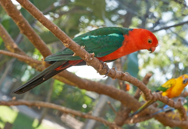 Uno de nuestros aves