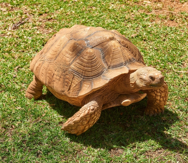 Tortuga caminando