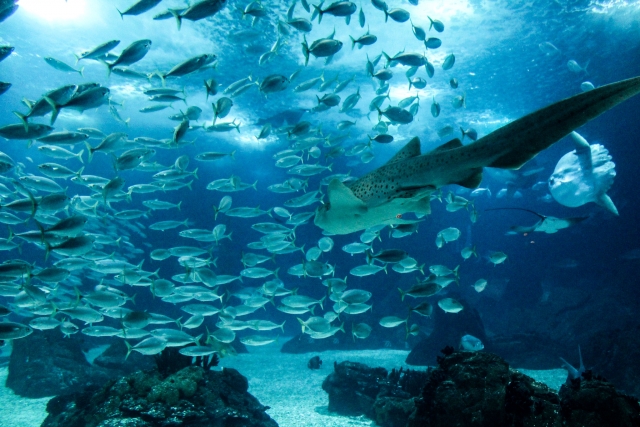 Acuario Sea Life
