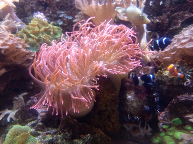 Coral