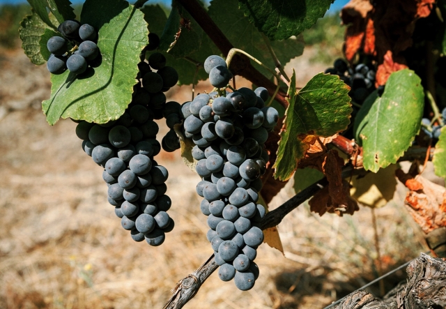 Uva del viñedo
