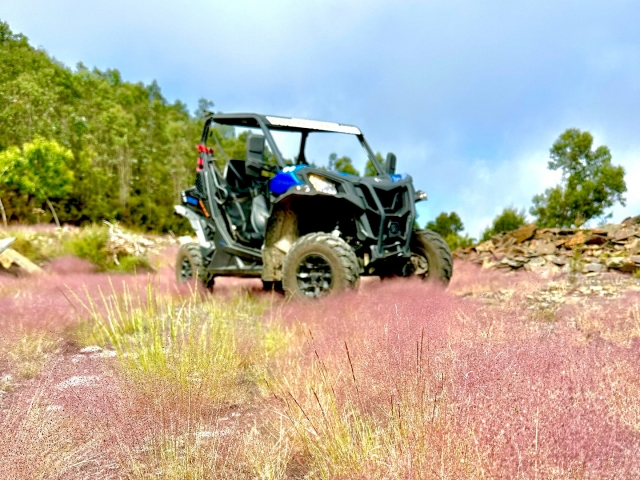 Prueba uno de nuestros buggies biplaza