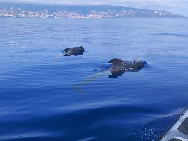  Cetáceos en Madeira 