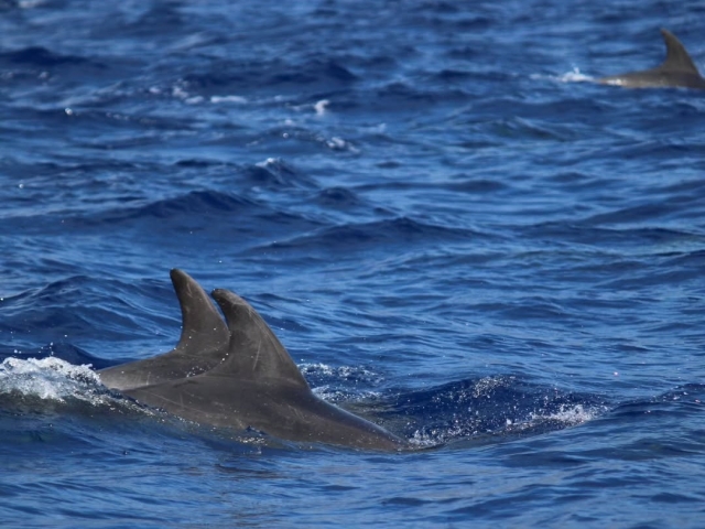  Delfines en Madeira