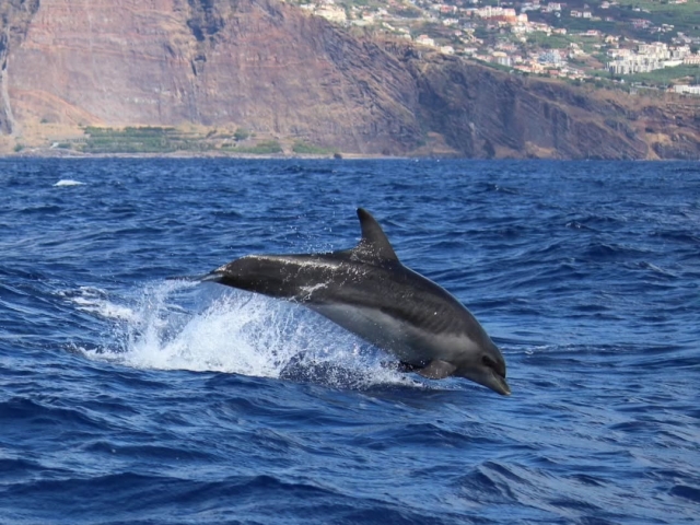  Observación de delfines 