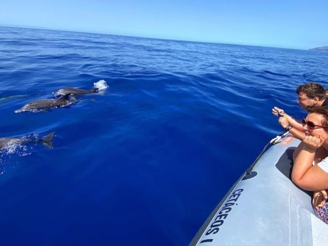  Avistamiento de ballenas en Funchal 