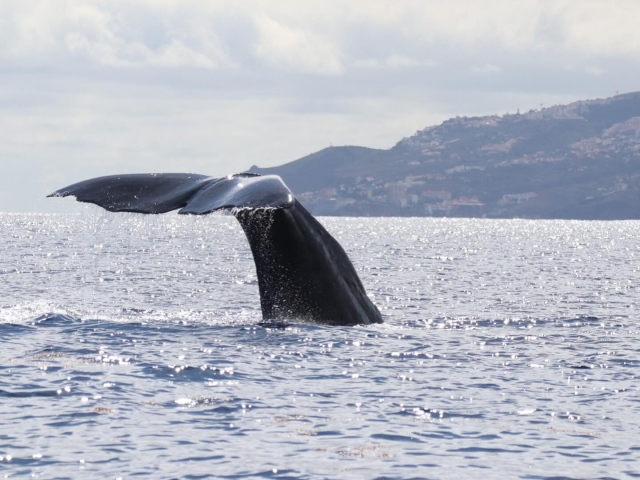  Avistamiento de ballenas en Madeira 