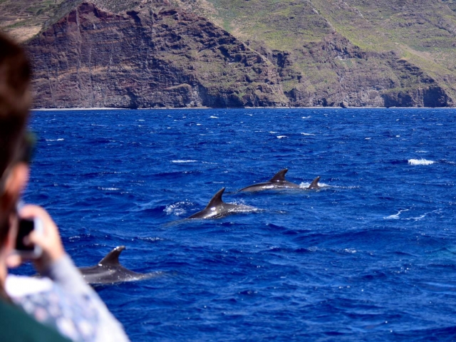 Delfines jugando en el litoral de Madeira
