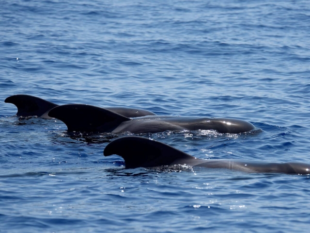 Cetáceos por la costa de Madeira