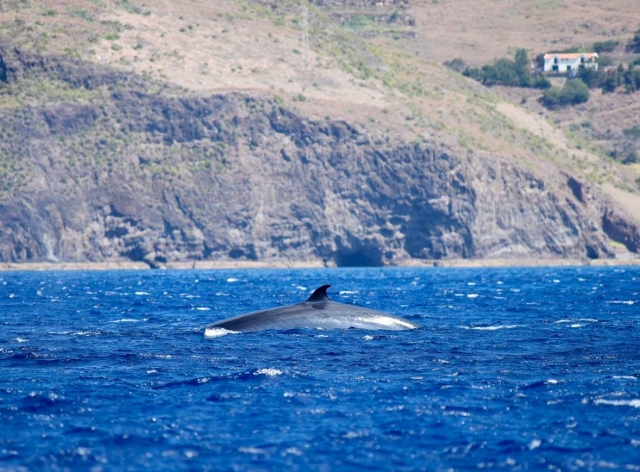 Avistamiento de delfines y ballenas 