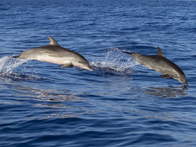 Delfines por la costa de Madeira