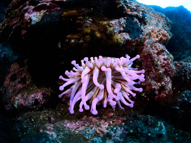 Criaturas fascinantes en el fondo del Atlántico