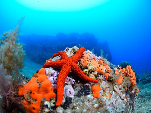 Estrella de mar en la costa de Madeira