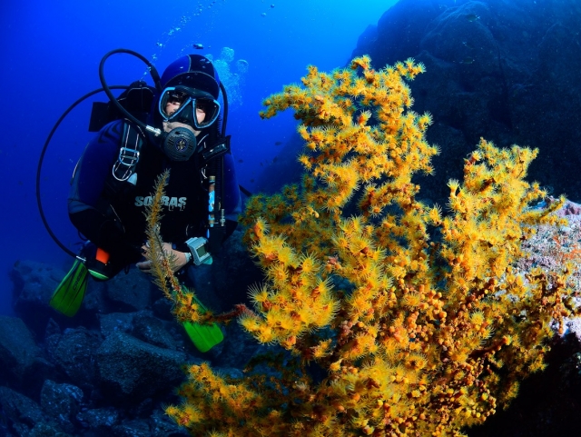 Curso de buceo Open Water en Madeira