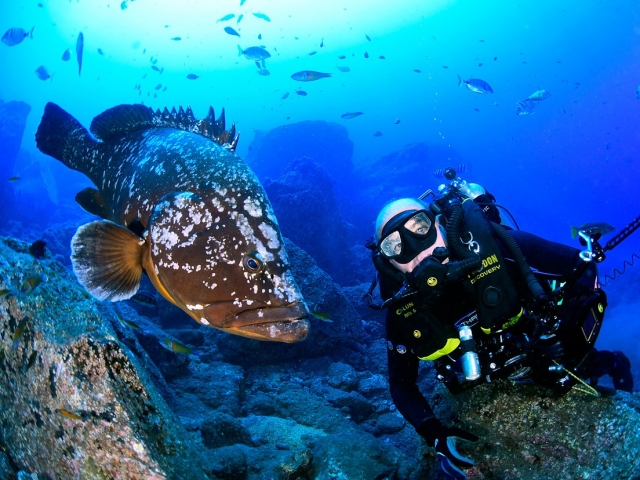 Buceador rodeado de peces al esle de Madeira