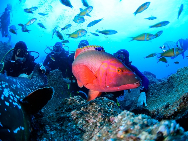 Prácticas de buceo en el Atlántico