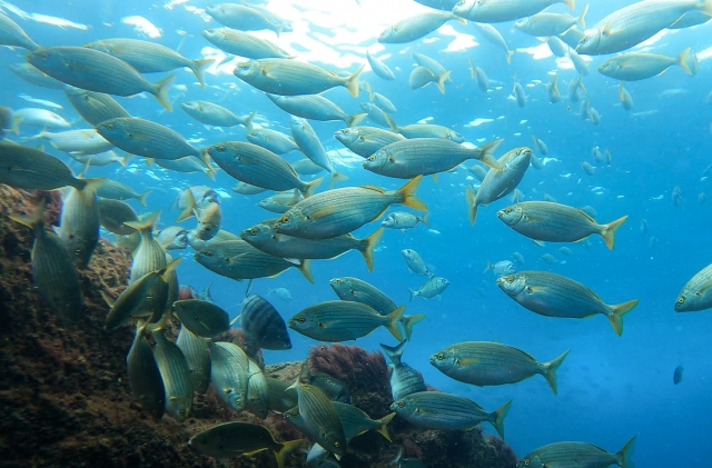 Buceando por el Archipiélago de Berlengas