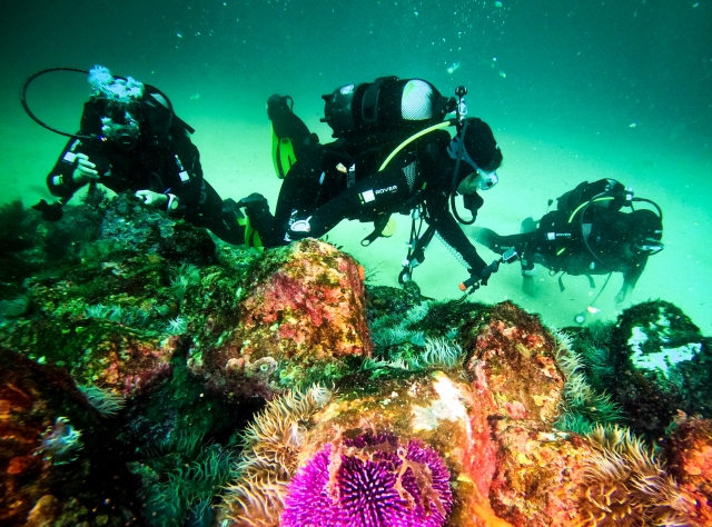 Fondo marino de Peniche visto en actividad de buceo