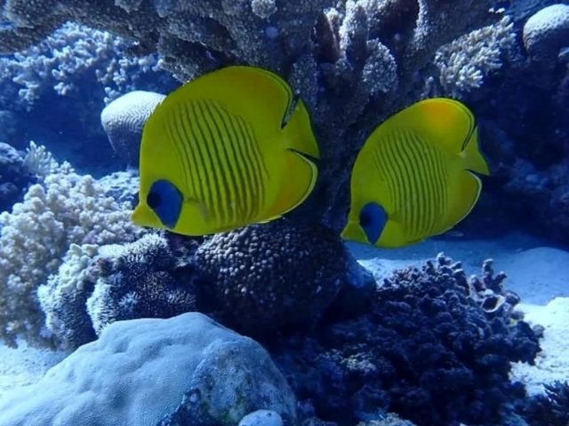 Peces que podrás encontrar practicando Snorkel