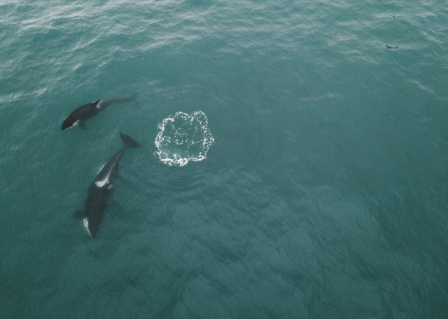 cetaceos