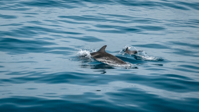 delfines avistamiento
