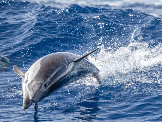 Delfín saltando entre las olas