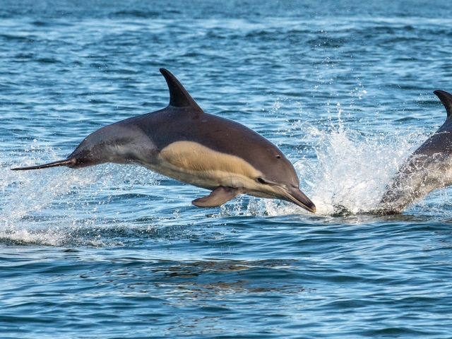 Delfines jugando