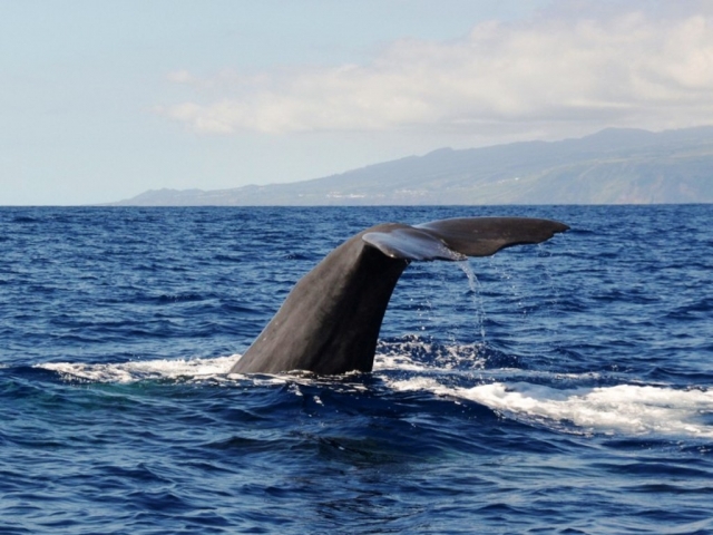 Manadas de cetáceos en las Azores