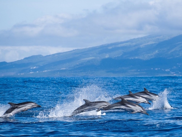 Delfines saltando por la costa de Terceira