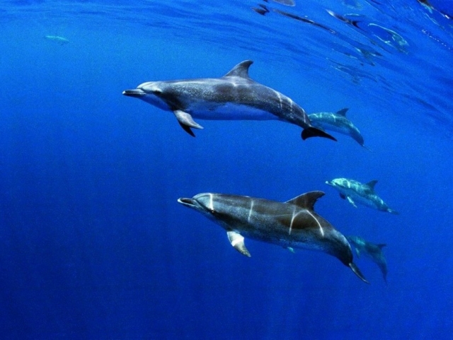 Nadando con delfines bajo el agua Nadando con delfines bajo el agua