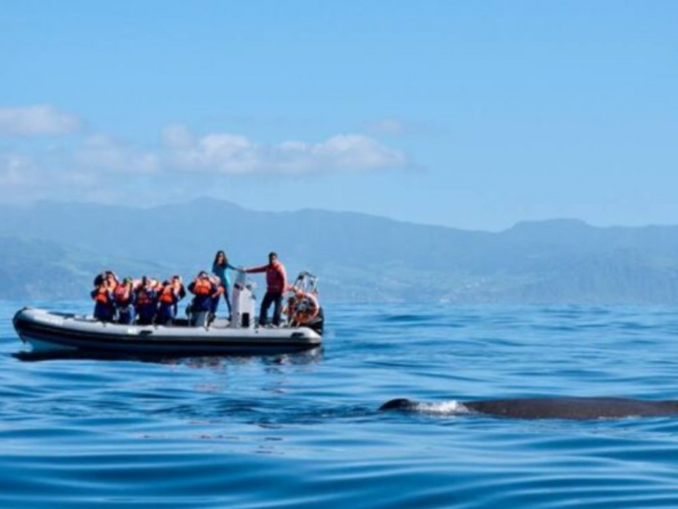 Avistamiento de delfines en Terceira