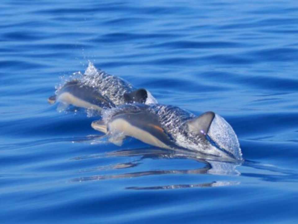 Delfines en la costa sur de Terceira Delfines en la costa sur de Terceira