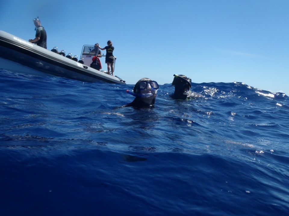 En el agua esperando a los delfines En el agua esperando a los delfines
