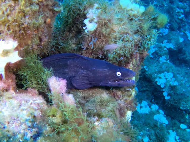pez en el agua