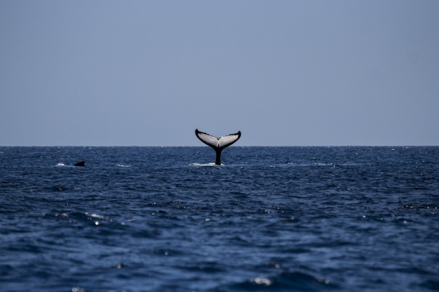 Viendo ballenas