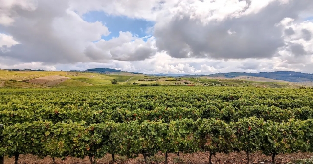 viñas