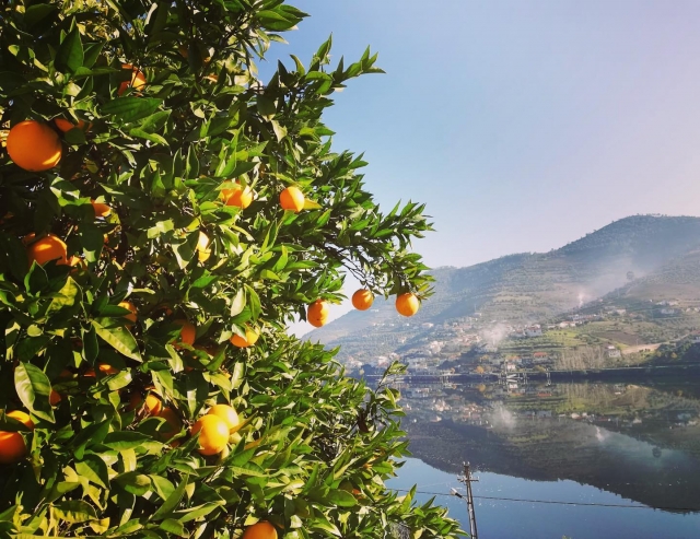 naranjas y el Duero