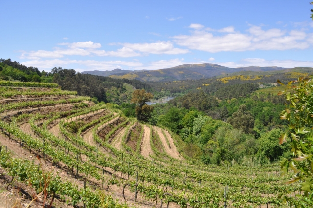 viñedos de la región
