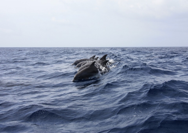 manada de delfines