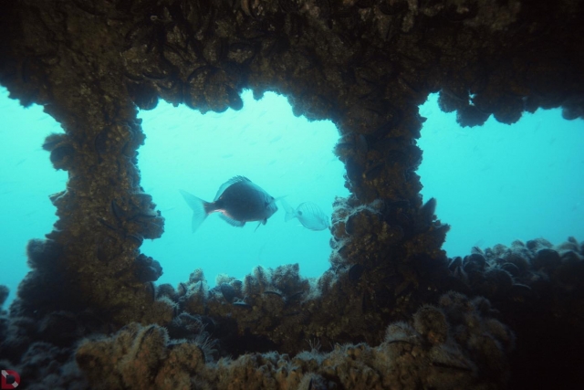 fondo marino portugués